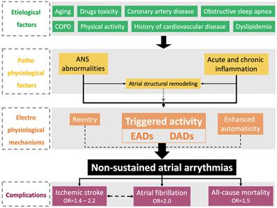 Frontiers Premature atrial contractions A predictor of atrial